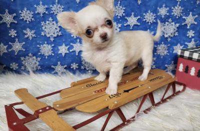Puppies available for adoption
